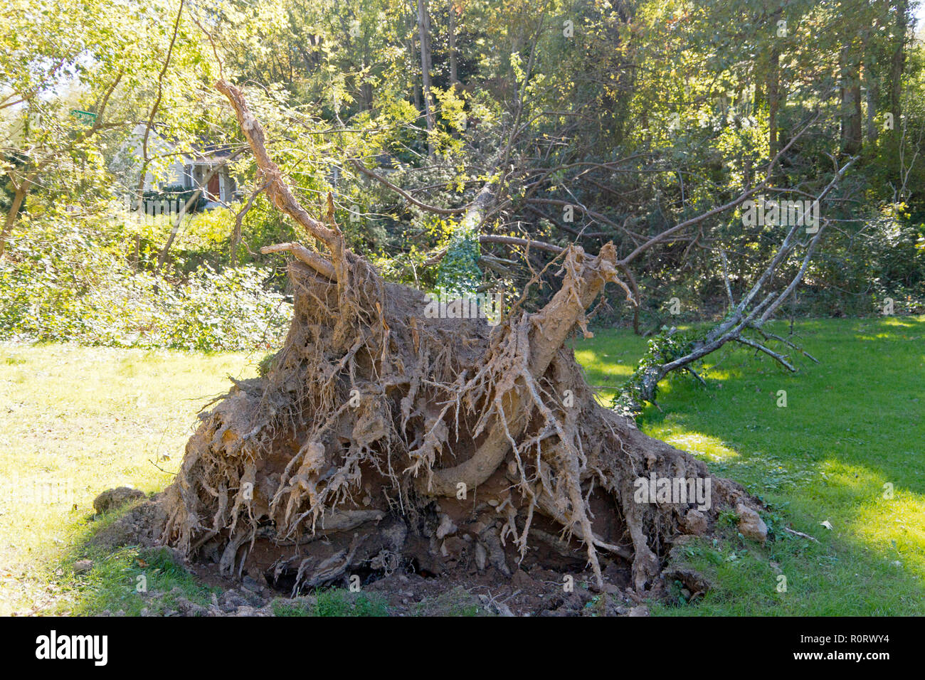 A pine tree knocked over by a windstorm lies on the grass with its root ball exposed Stock Photo