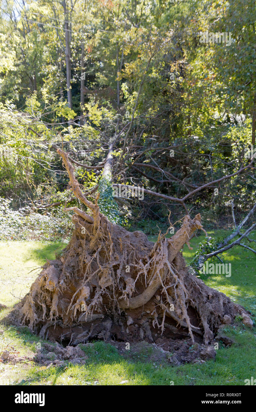 A pine tree knocked over by a windstorm lies on the grass with its gnarled root ball exposed Stock Photo