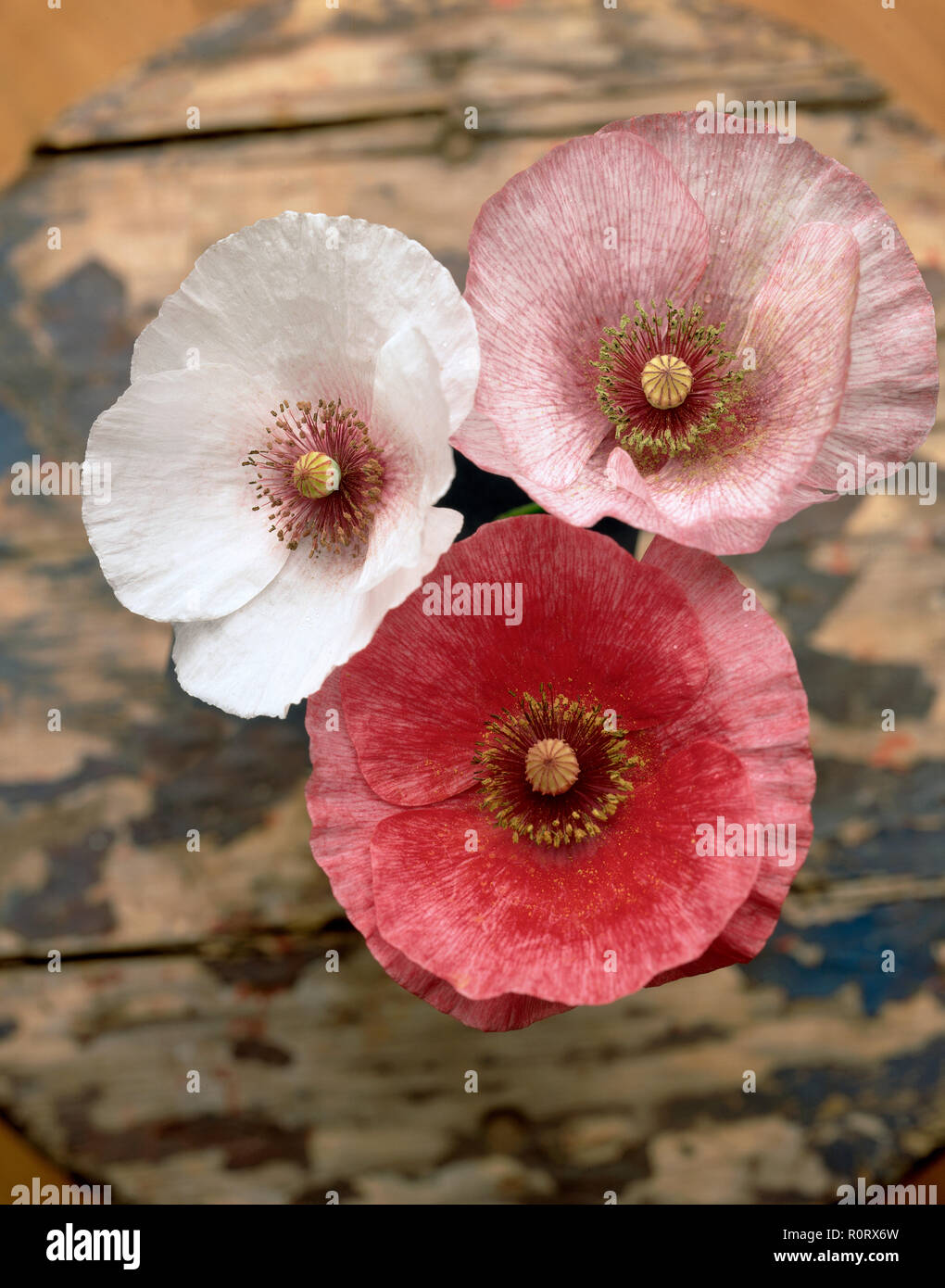 Three Fairy Wings Poppies in sudio shot from above. Stock Photo