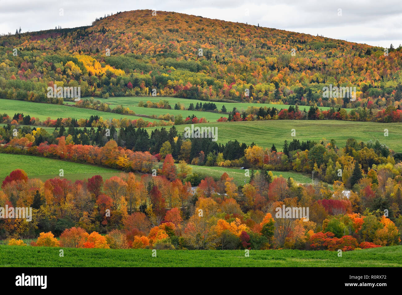 An autumn landscape image of farm fields separated by rows of deciduous trees with their leaves changing to the colors of fall near Sussex N.B. Stock Photo