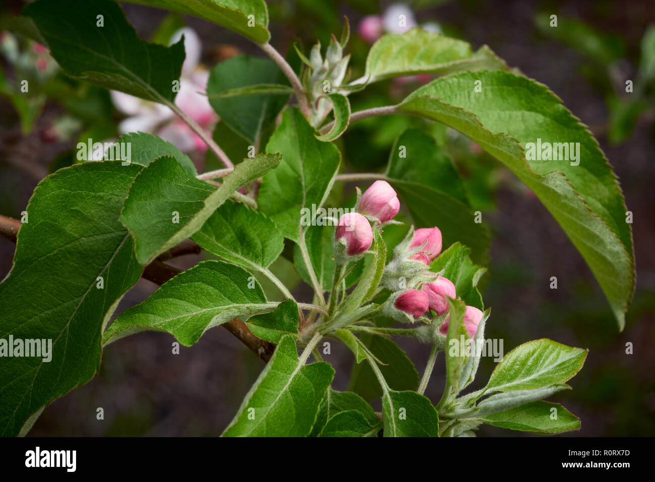 New seasons growth with flower buds emerging. Stock Photo