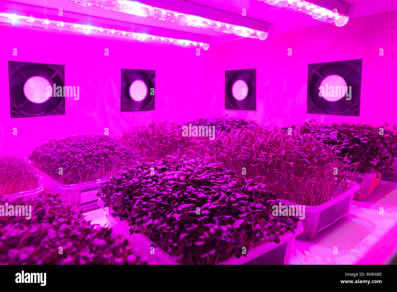 Smart indoor farm , Photoperiodism growth light for plants concept. Artificial LED panel light source used in an experiment on vegetables plant growth Stock Photo