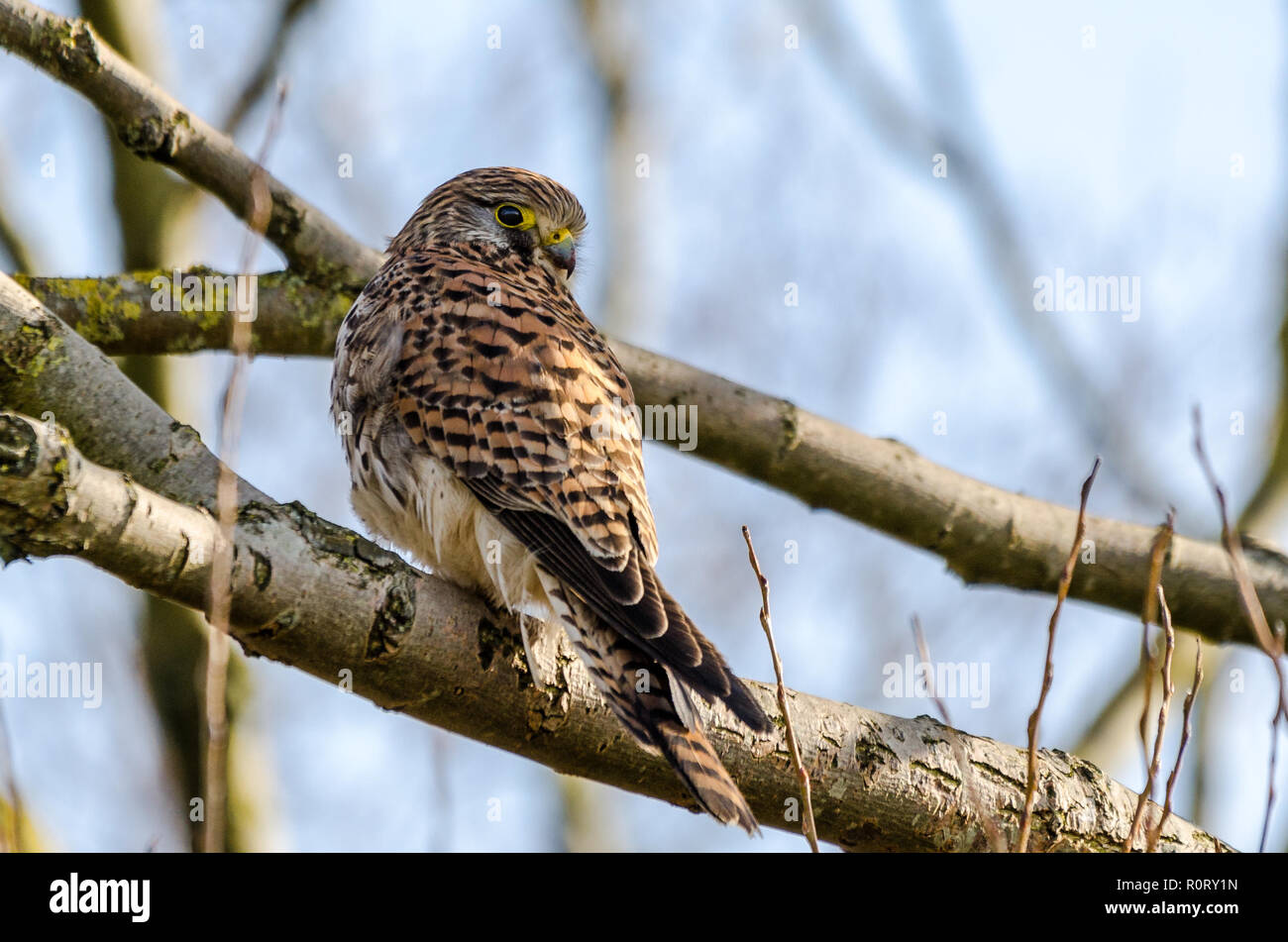 Female Common Kestrel perched on a tree branch Stock Photo