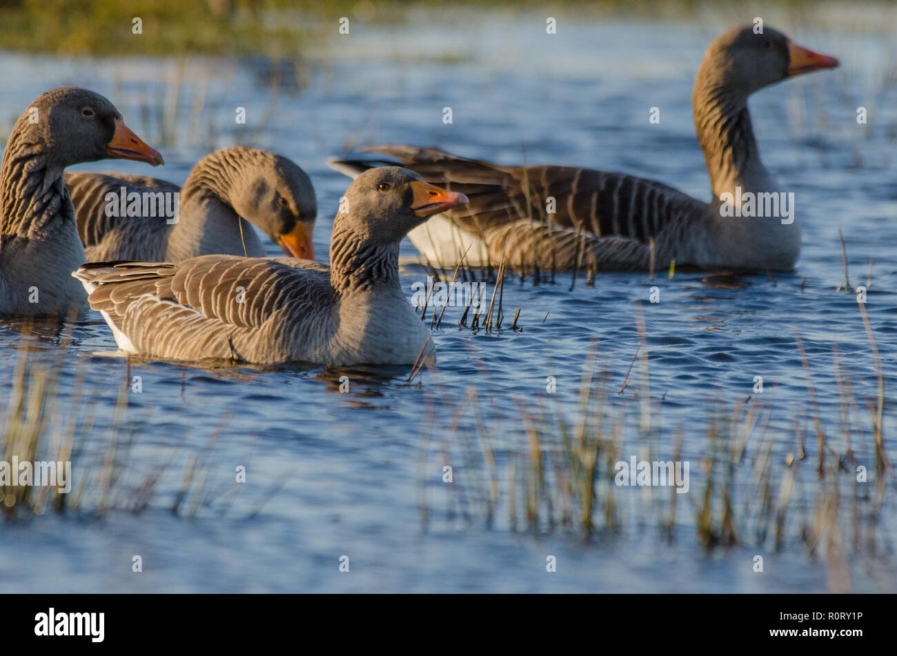 A group of Greylag geese swim together on a lake Stock Photo