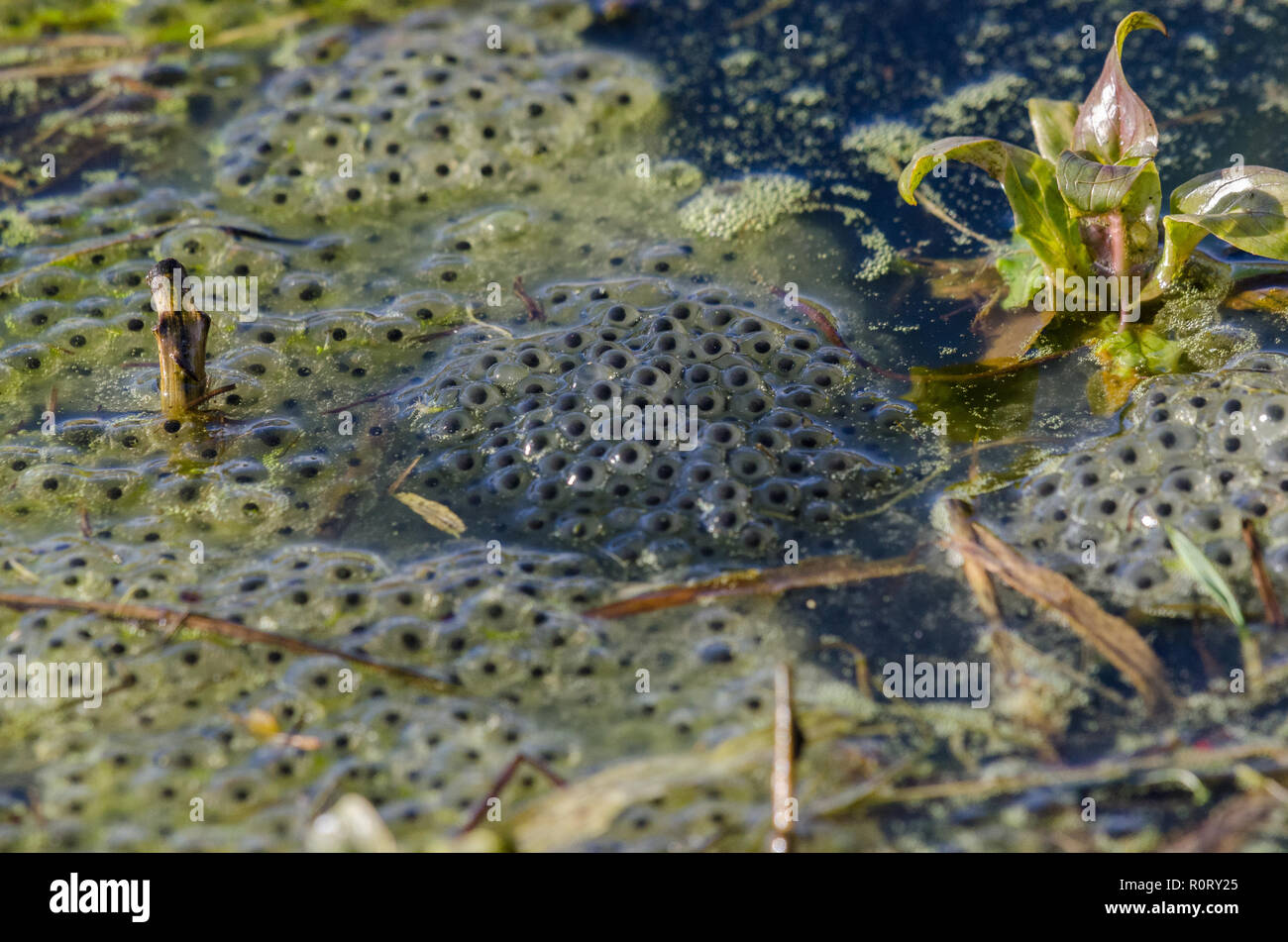 Frog spawn of the common frog Rana temporaria in a pond in Wharfedale ...