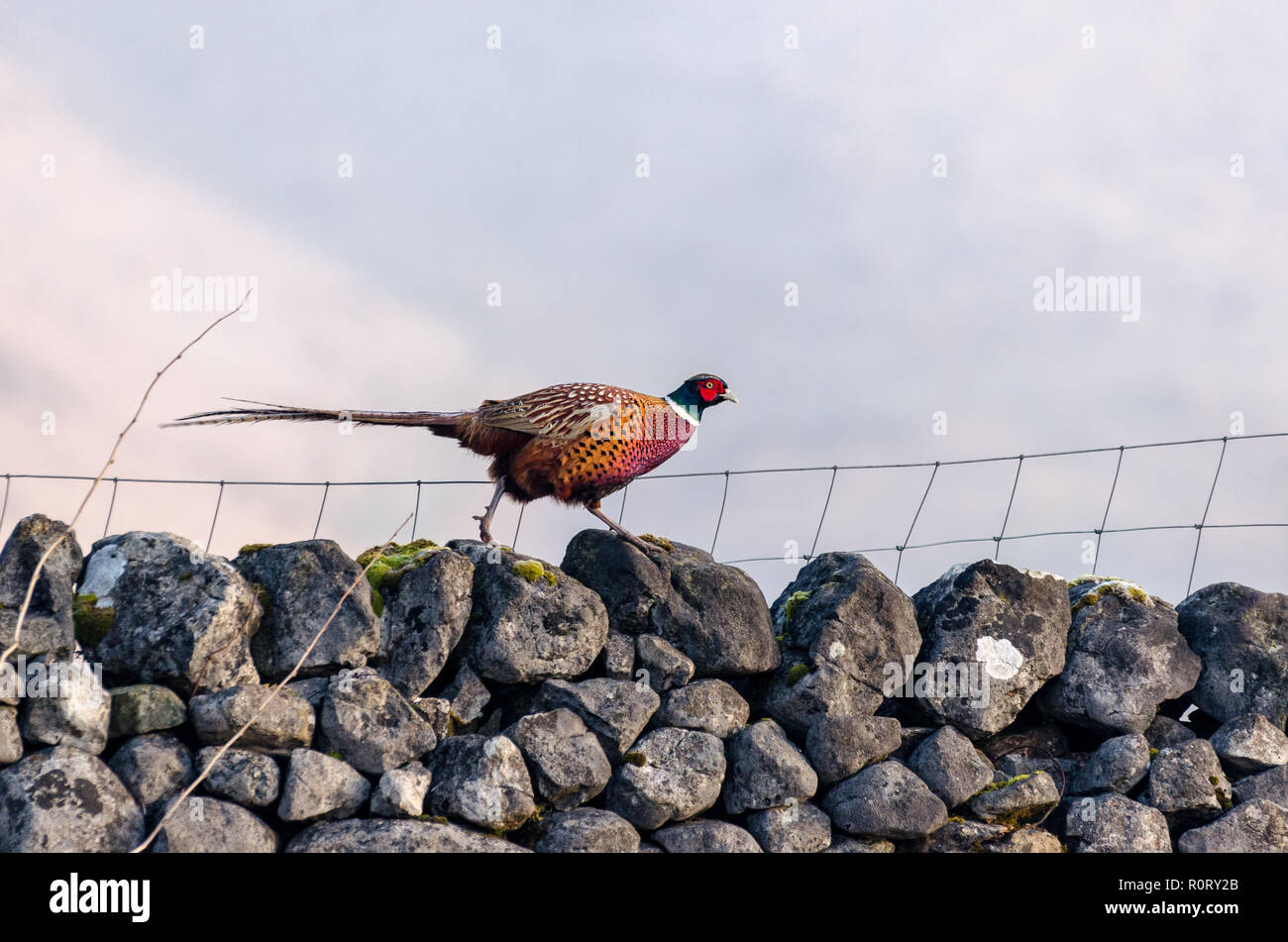 Common pheasant Phasianus colchicus walking along  a dry stone wall in Wharfedale, Yorkshire on a misty morning Stock Photo
