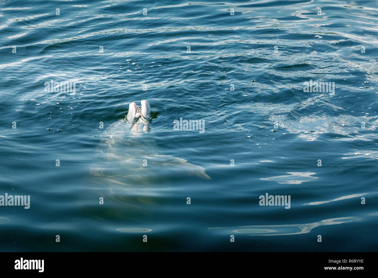 Dolphin in Florida catching a fish Stock Photo