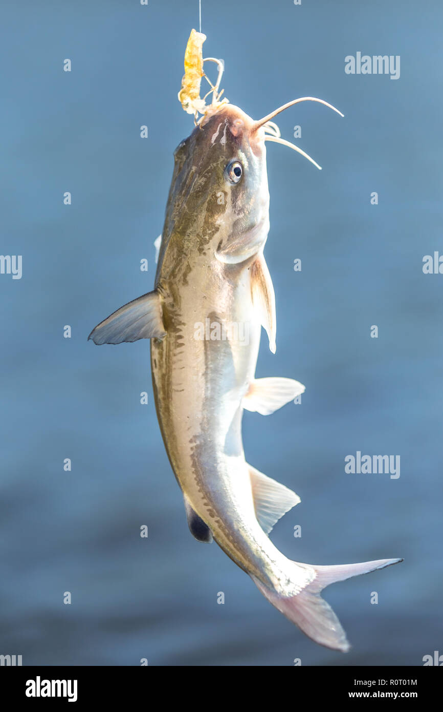 Perch fish hook mouth hires stock photography and images Alamy