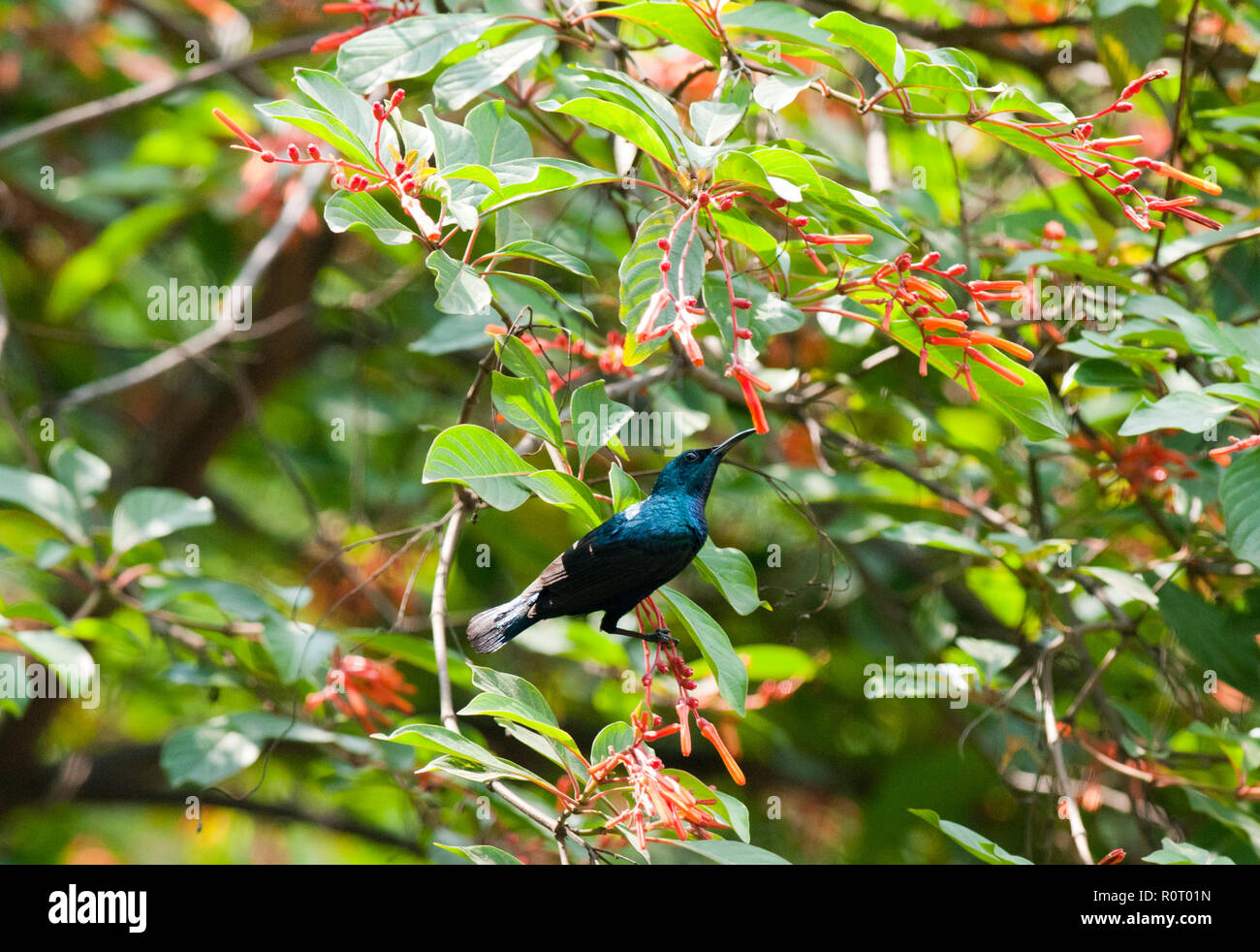 A male purple sunbird, locally known as Neeltuni. Dhaka, Bangladesh. Stock Photo