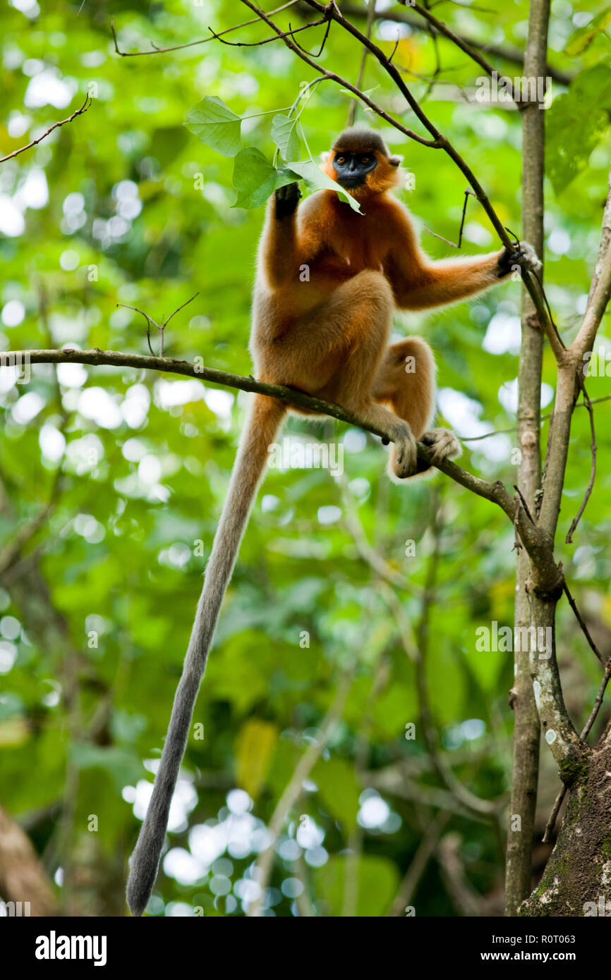 Capped langur trachypithecus pileatus hires stock photography and