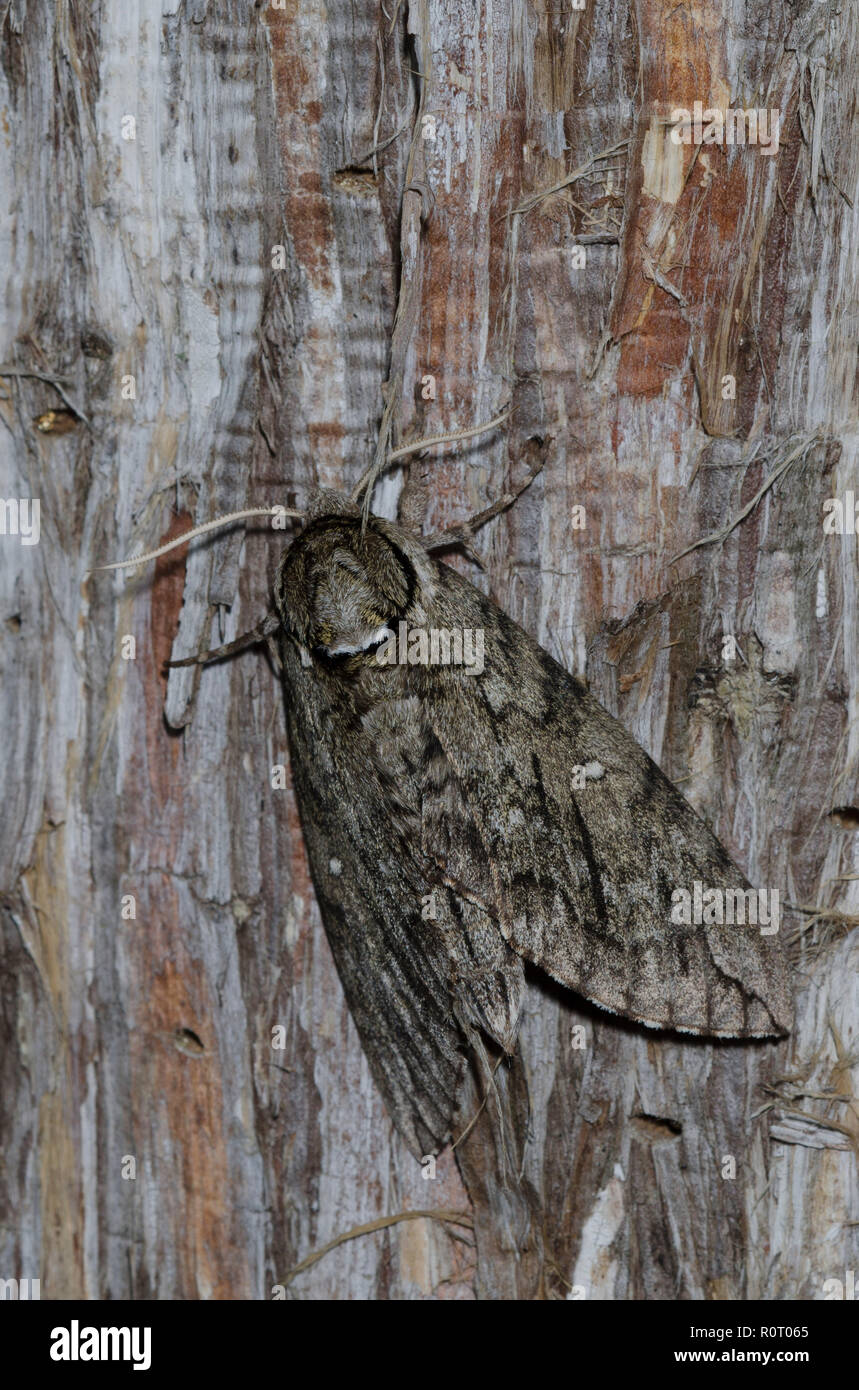 Catalpa Worms Life Cycle