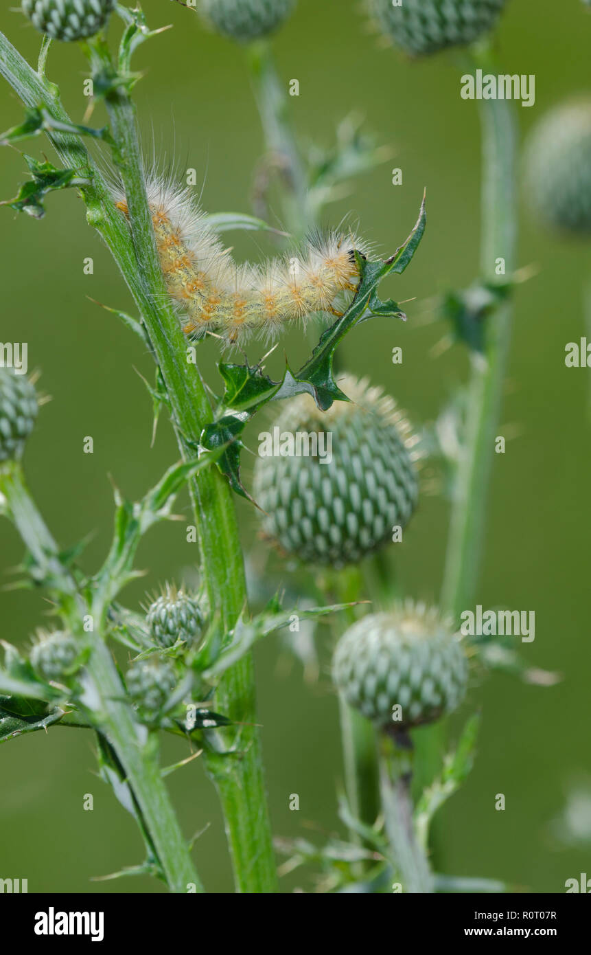 Tiger moth caterpillar hi-res stock photography and images - Alamy