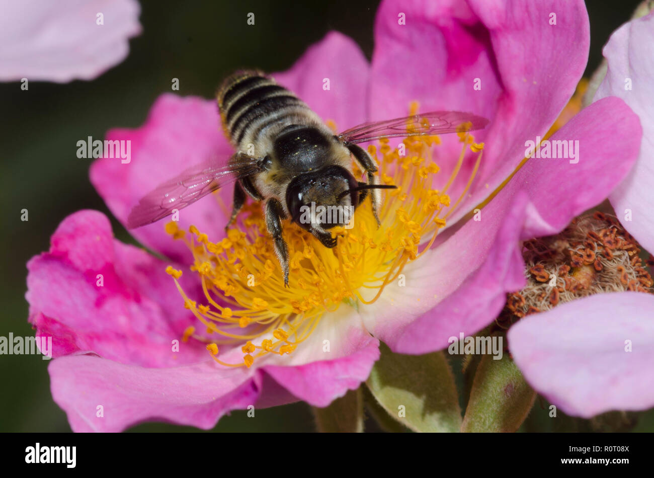 Leaf-cutter Bee, Megachile sp., on wild rose, Rosa sp. Stock Photo