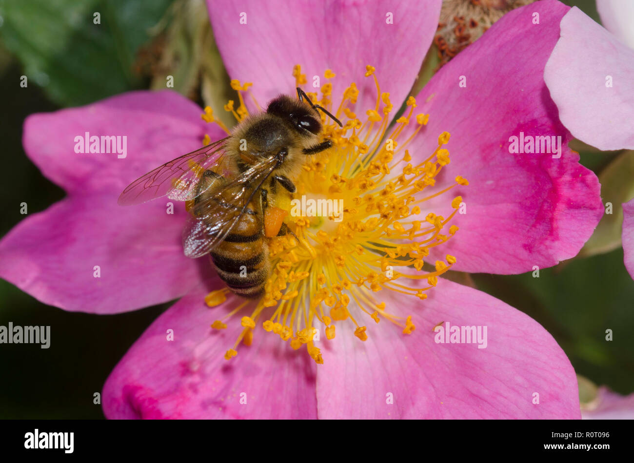 Honey Bee, Apis mellifera, on wild rose, Rosa sp. Stock Photo