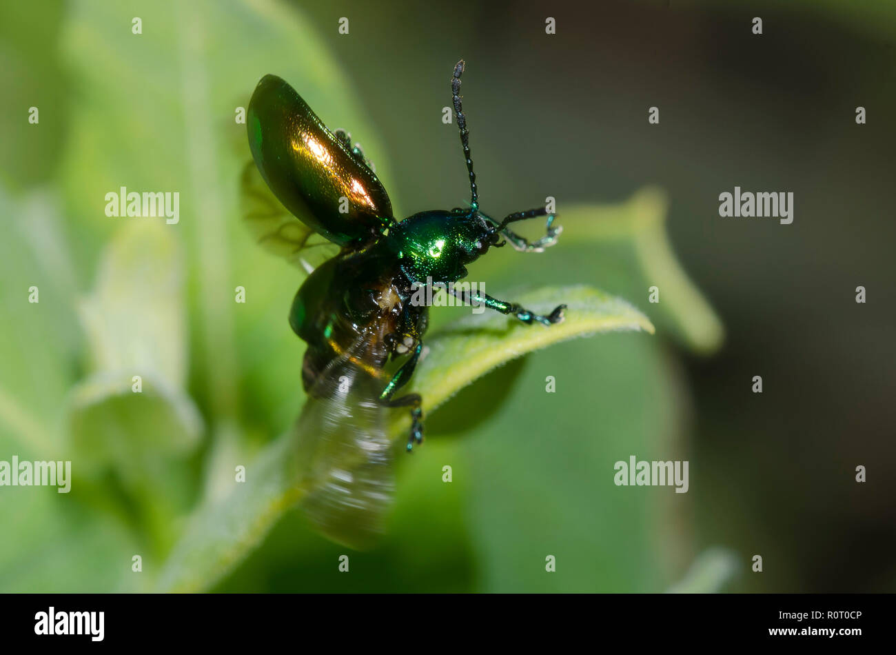 Dogbane Beetle, Chrysochus auratus, preparing to take flight Stock Photo