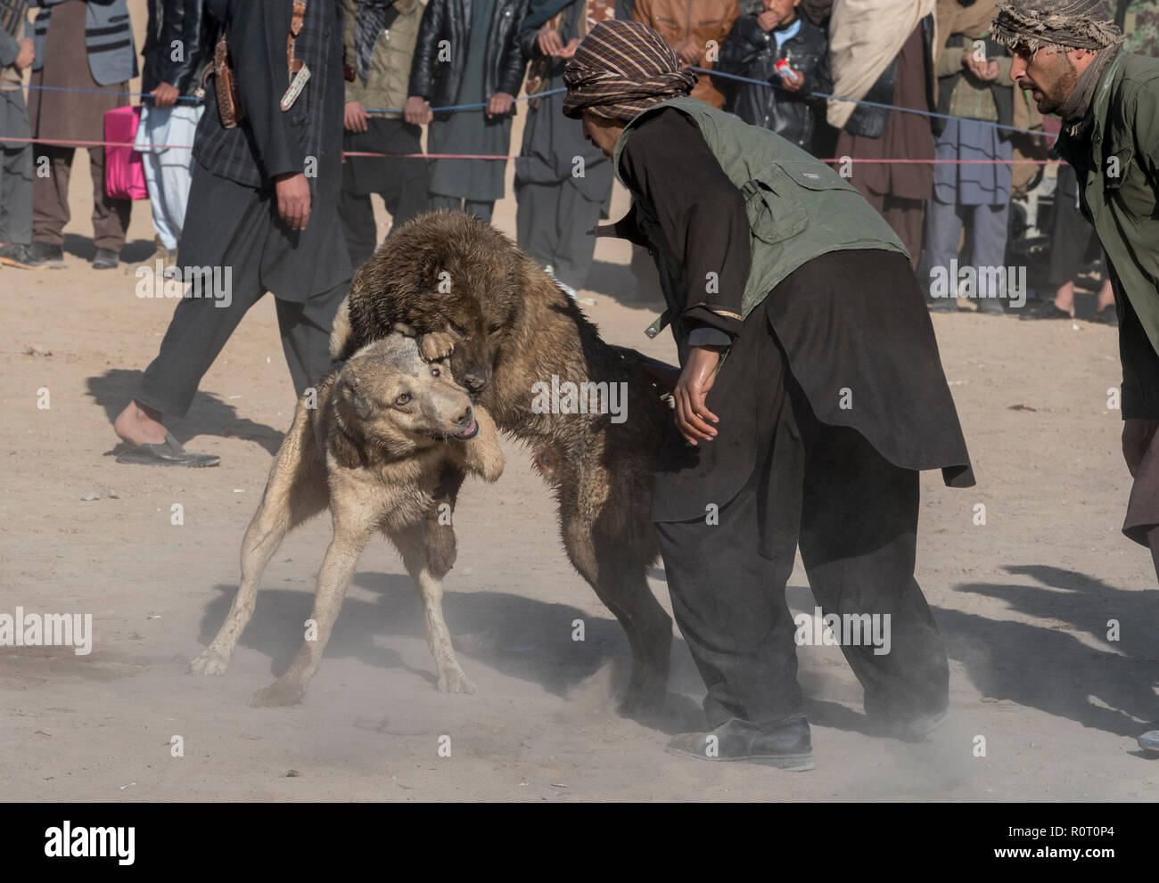 Dogs Fighting With Spectators Betting On Them - Dog Fighting Tournament On Fridays in Mazar-i-Sharif, Balkh Province, Afghanistan. Stock Photo