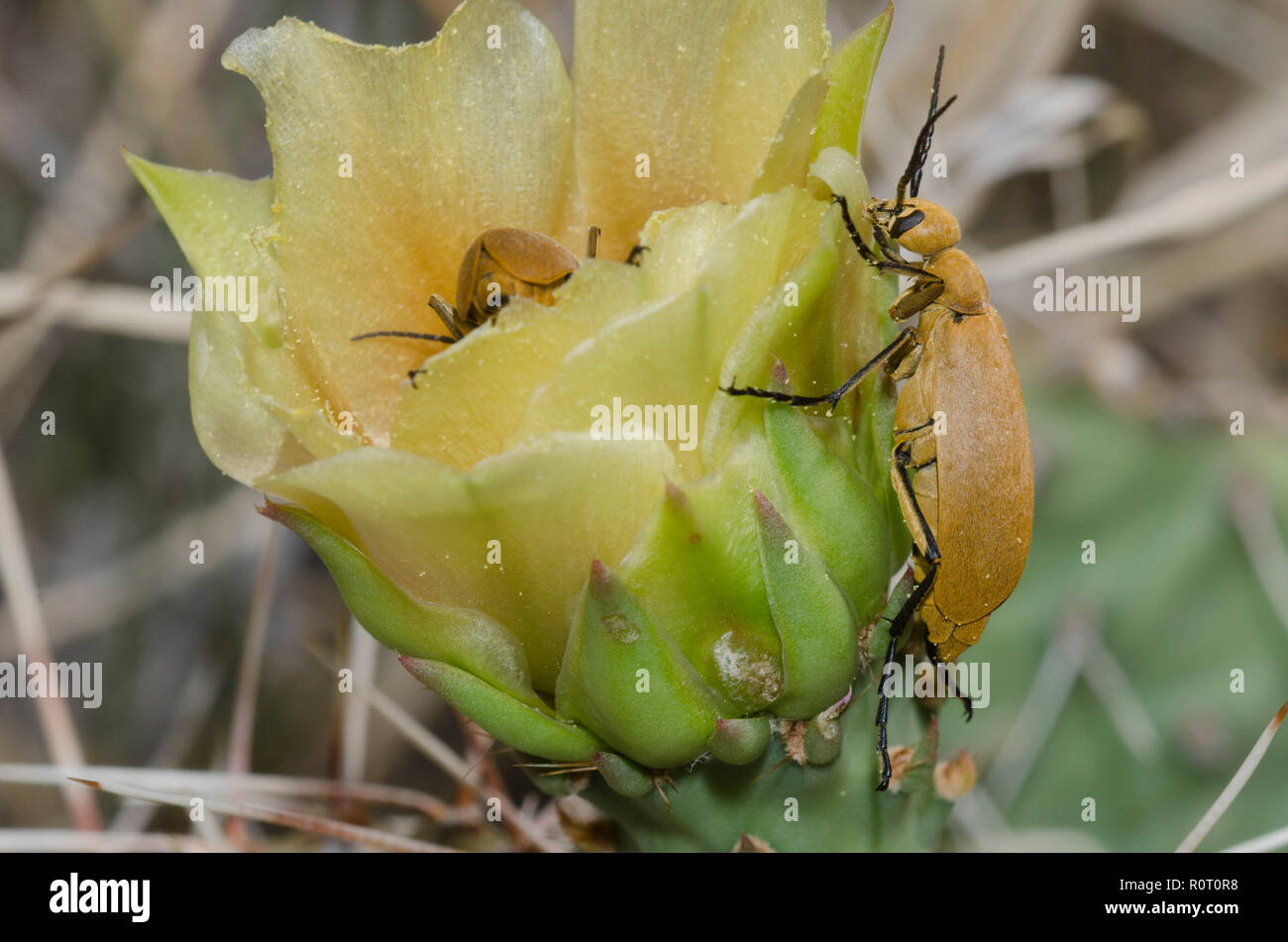 Blister Beetle, Epicauta immaculata, on prickly pear, Opuntia phaeacantha, blossom Stock Photo