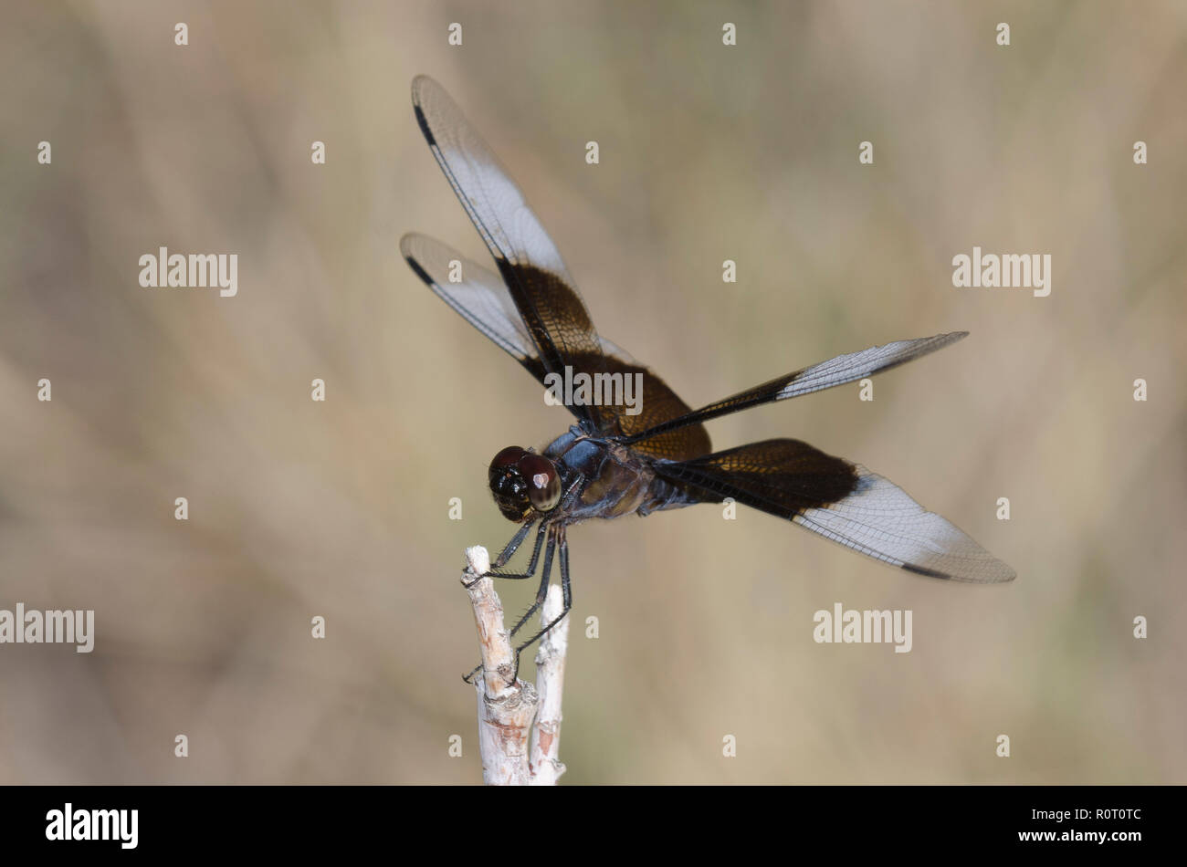 Male widow skimmer dragonfly hi-res stock photography and images - Alamy