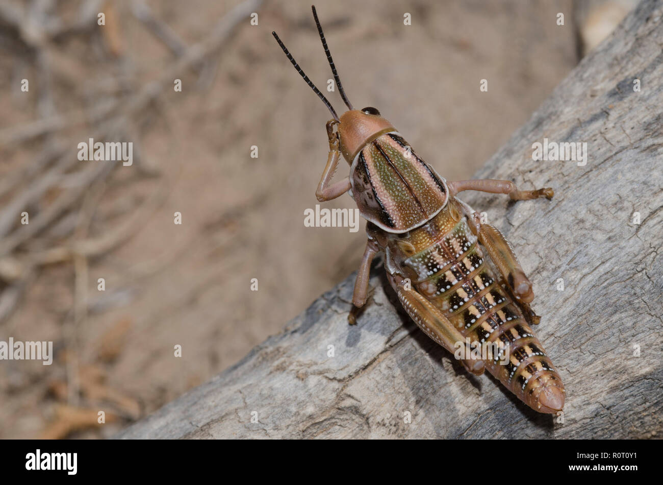 Plains Lubber Grasshopper, Brachystola magna, nymph rubbing head Stock Photo
