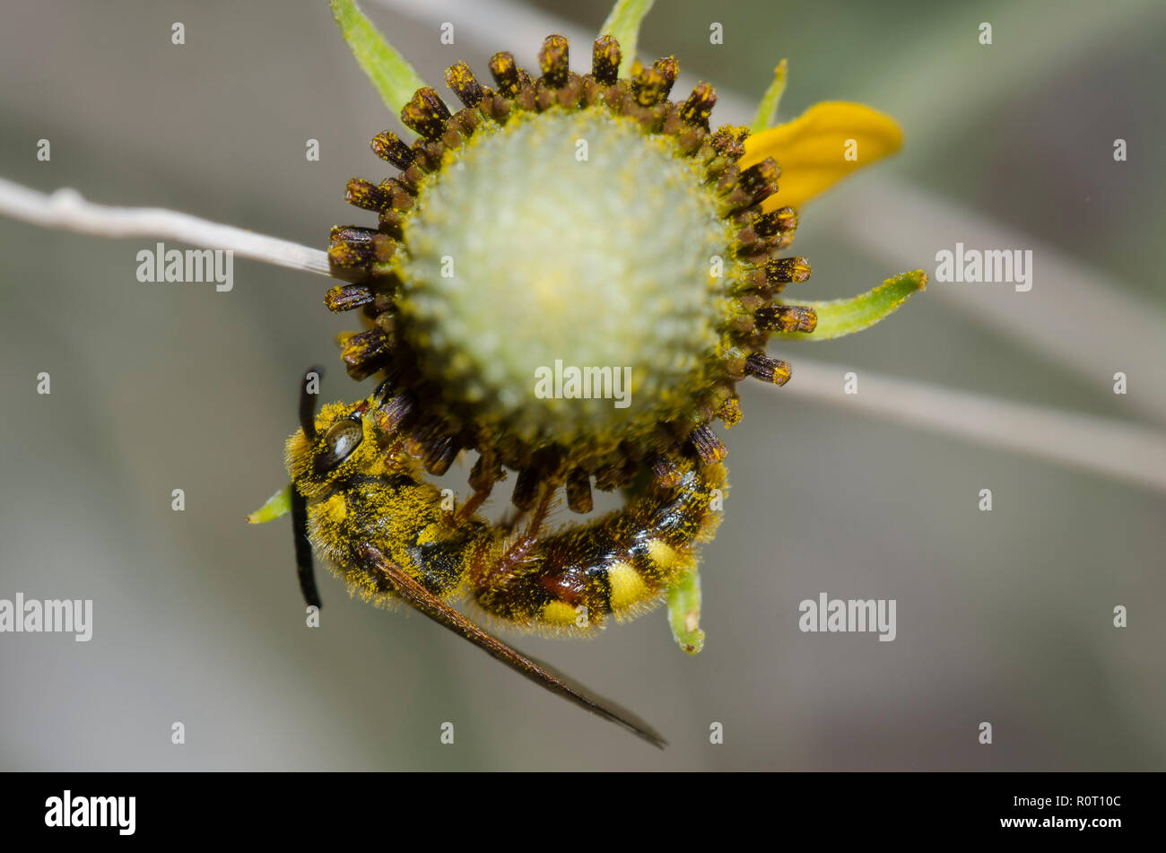 Noble Scoliid Wasp, Scolia nobilitata Stock Photo