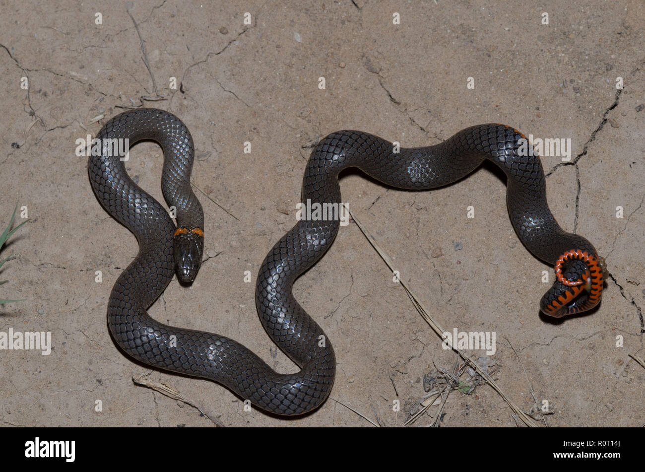 Prairie Ringneck Snakes Often Play Dead Stock Photo 6917125