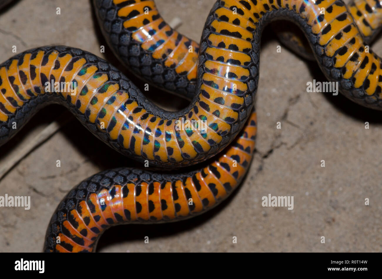 Regal Ringneck Snake Eating