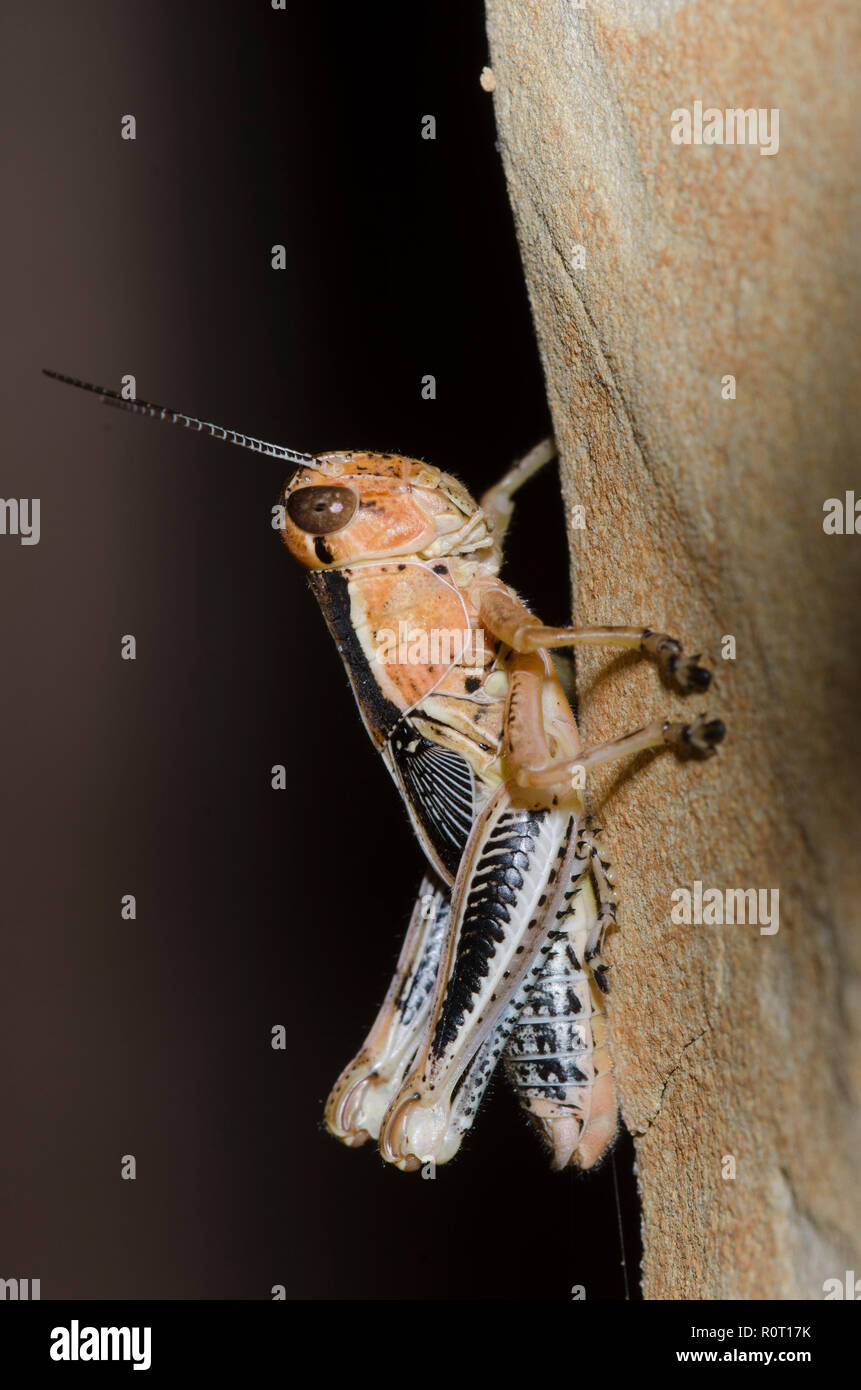 Differential Melanoplus differentialis, male nymph Stock