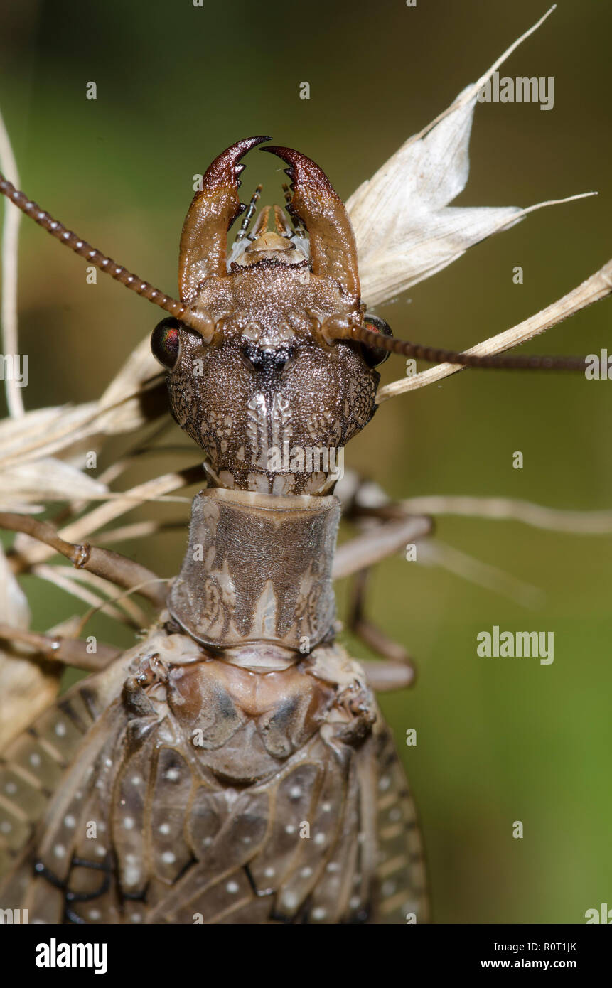 Dobsonfly hi-res stock photography and images - Alamy
