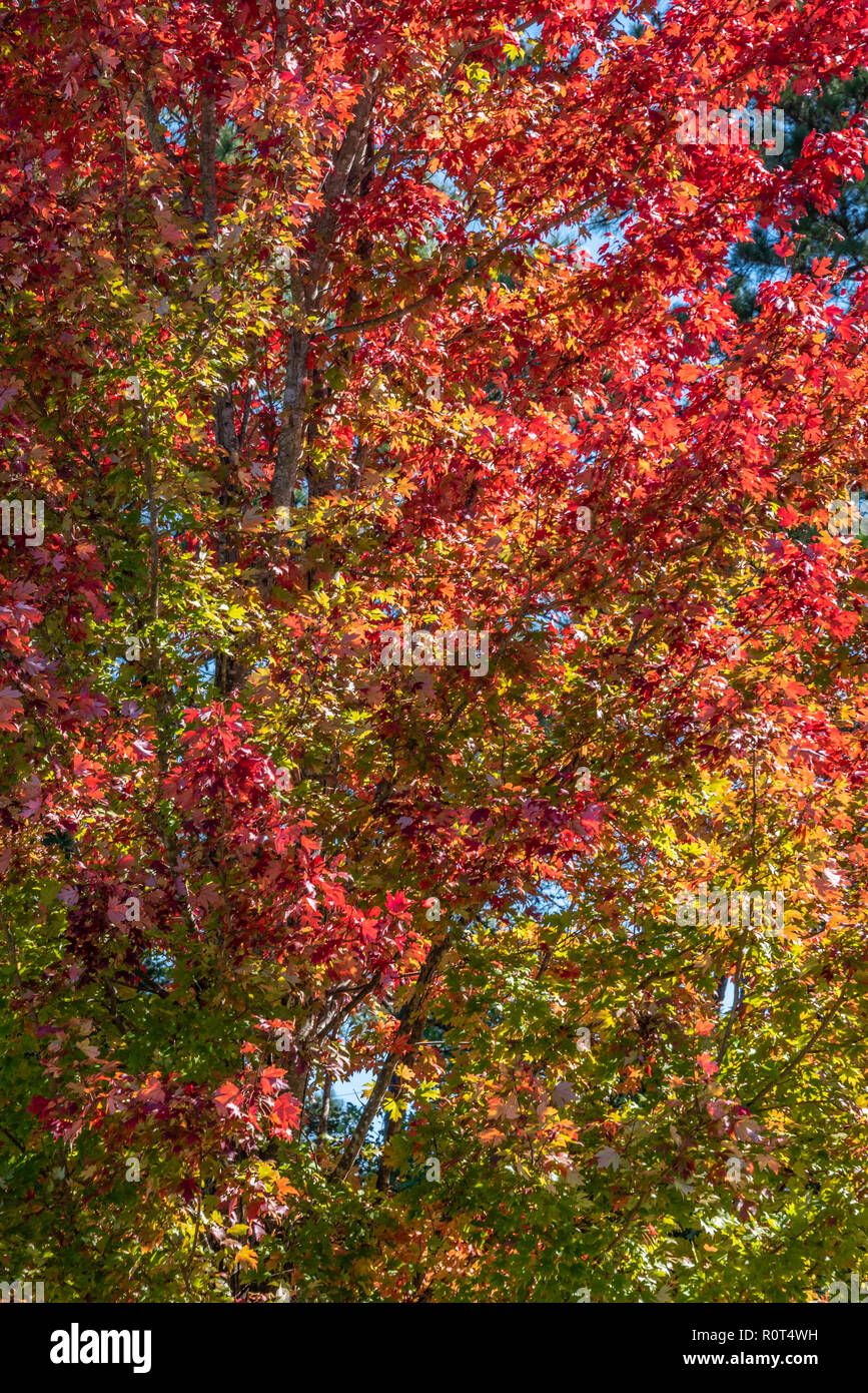 Colorful fall leaves on a large maple tree in Metro Atlanta, Georgia. (USA) Stock Photo