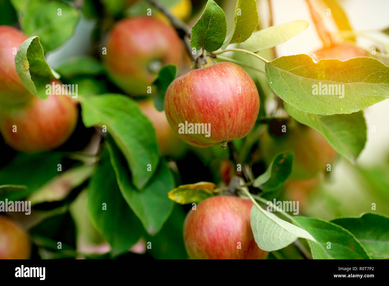 Ripening red green apples hi-res stock photography and images - Alamy