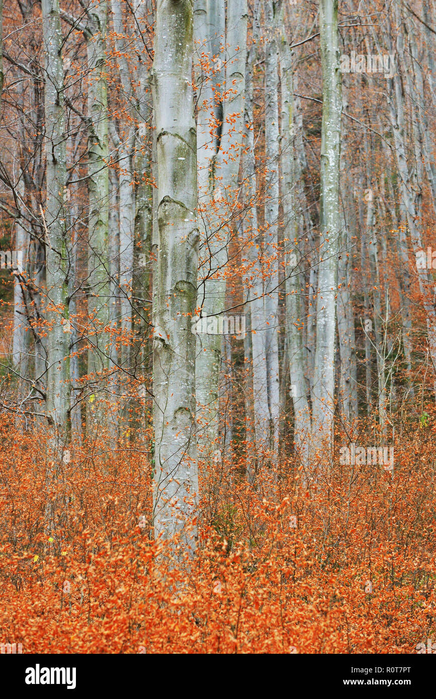 White birch forest autumn hi-res stock photography and images - Alamy