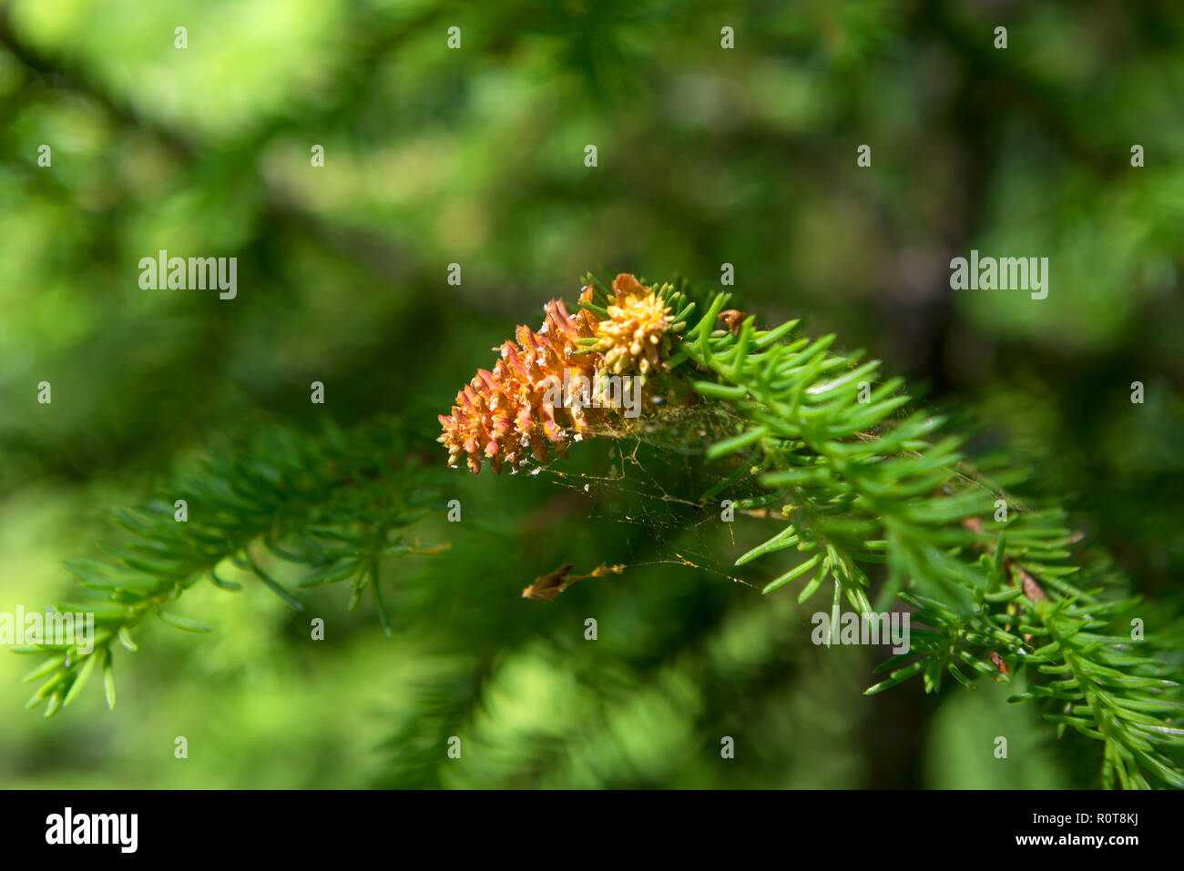 Flowering conifers in the forest Stock Photo Alamy