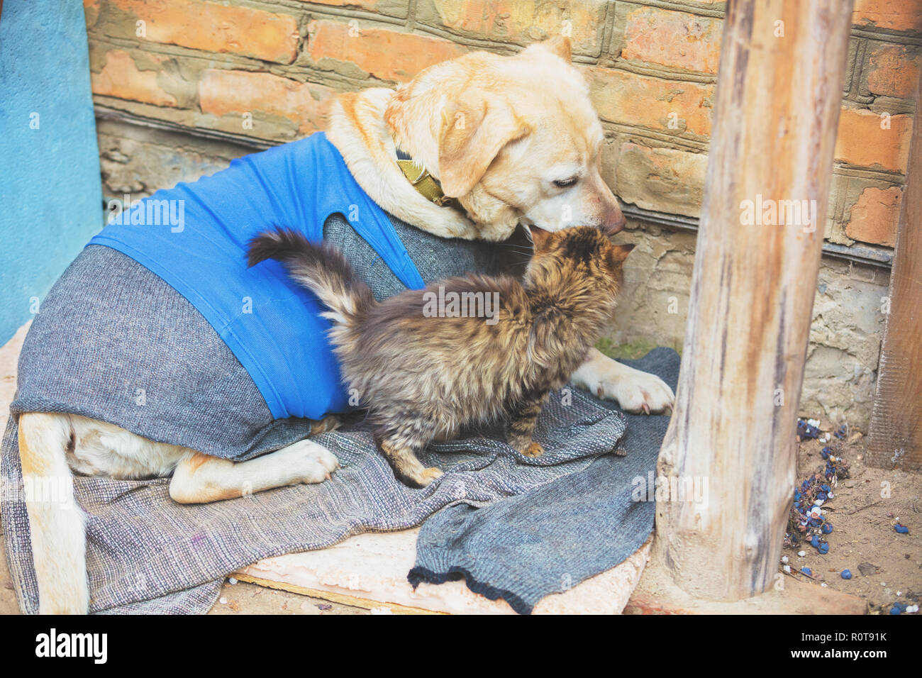 Cute scene. Stray little kitten rubbing against stray dog labrador retriever outdoors in the