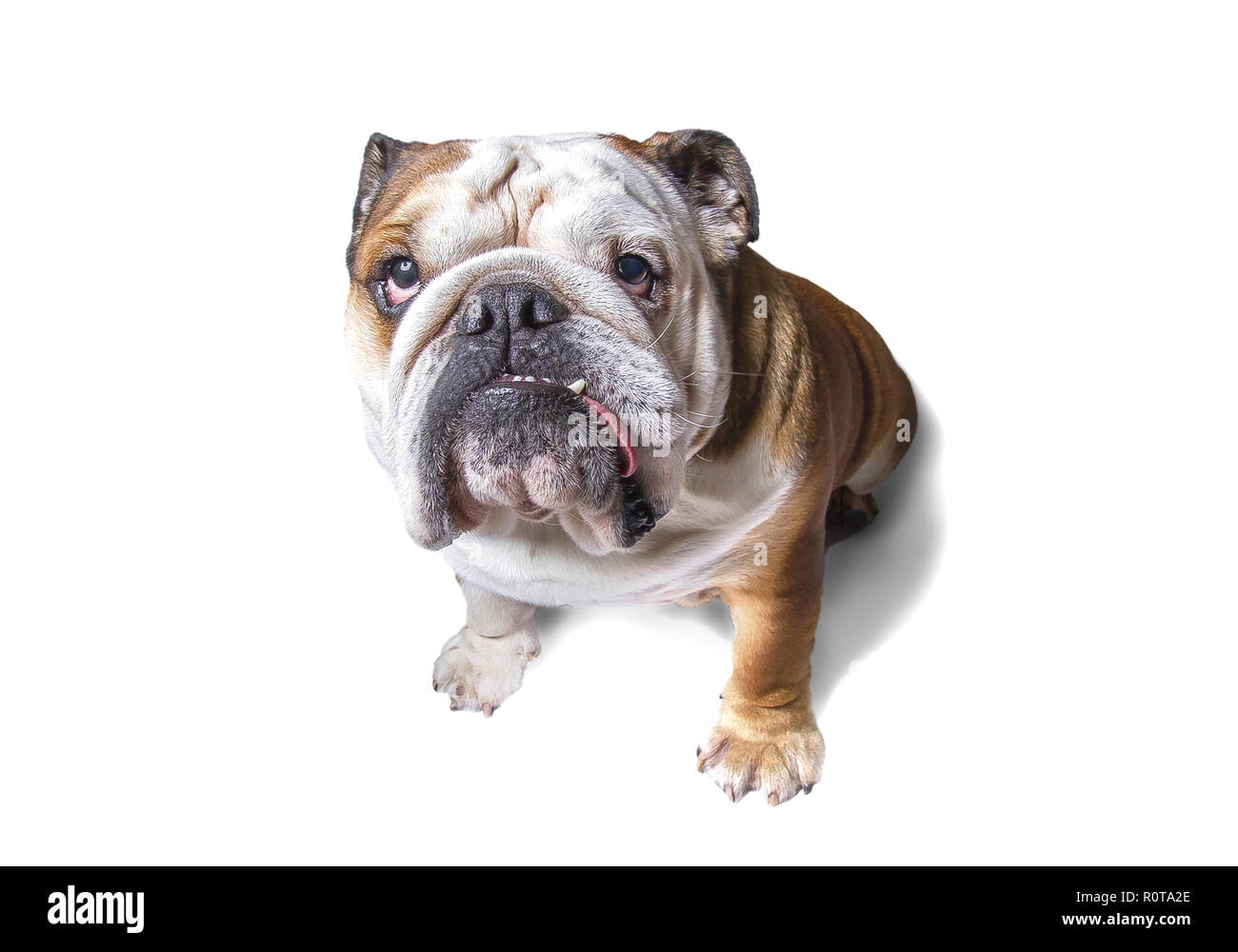 Englische Bulldogge schaut in die Kamera Stock Photo