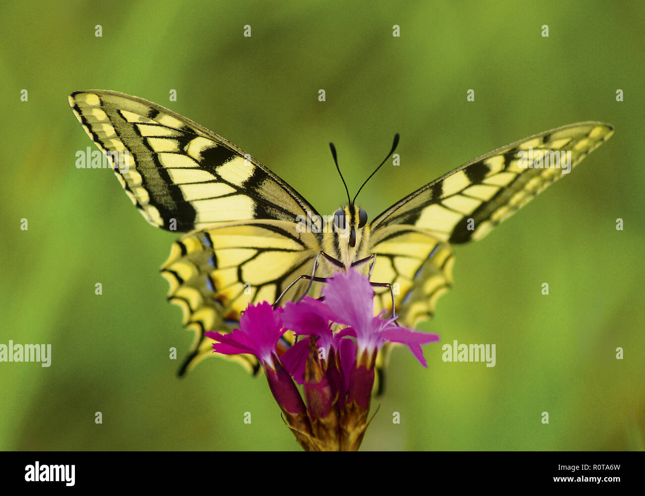 Schmetterling, Schwalbenschwanz Stock Photo