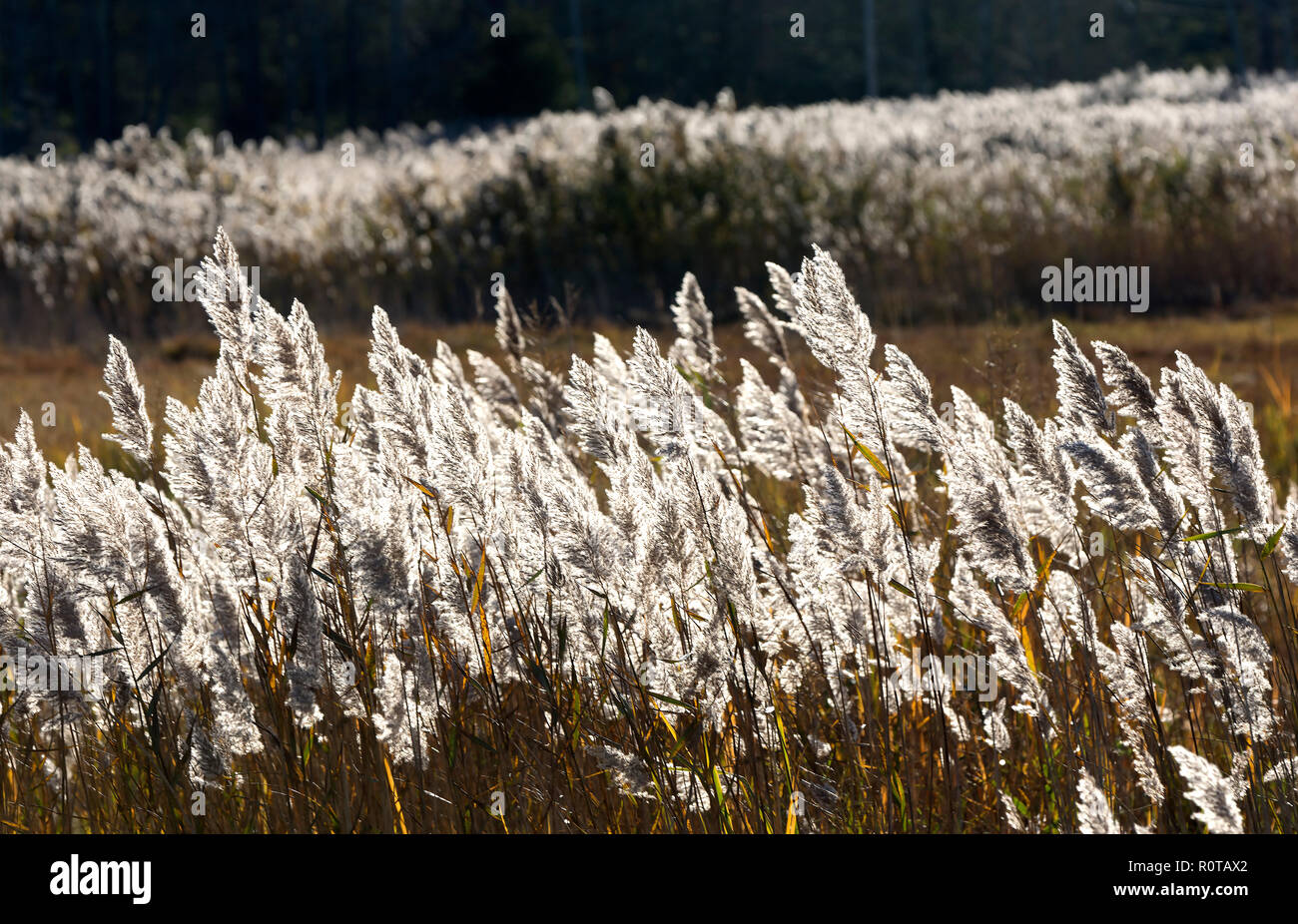 A Cape Cod marsh with reeds (Poaceae) in a late afternoon sun, Dennis, Massachusetts, USA. Stock Photo