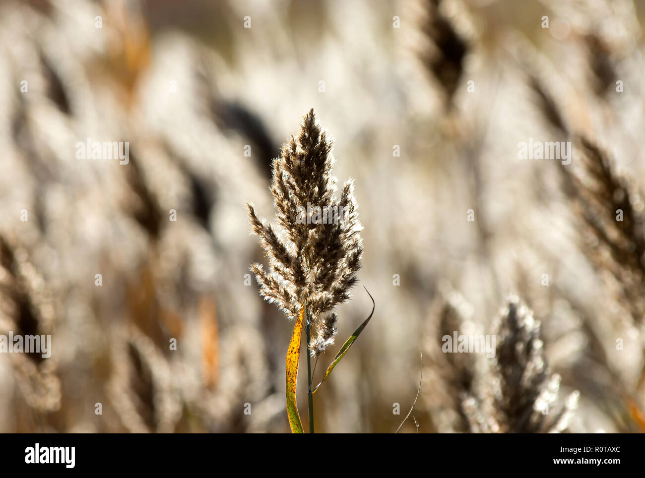 A reed (Poaceae) in a Cape Cod marsh.  Dennis, Massachusetts, USA Stock Photo