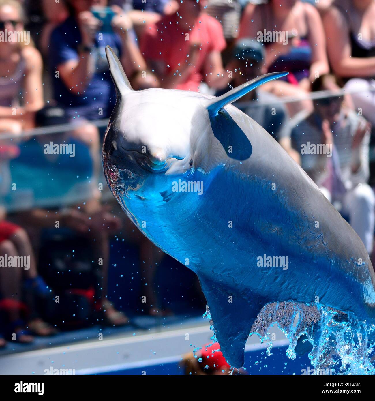Close up of a dolphin jumping out of the water during a dolphin show ...