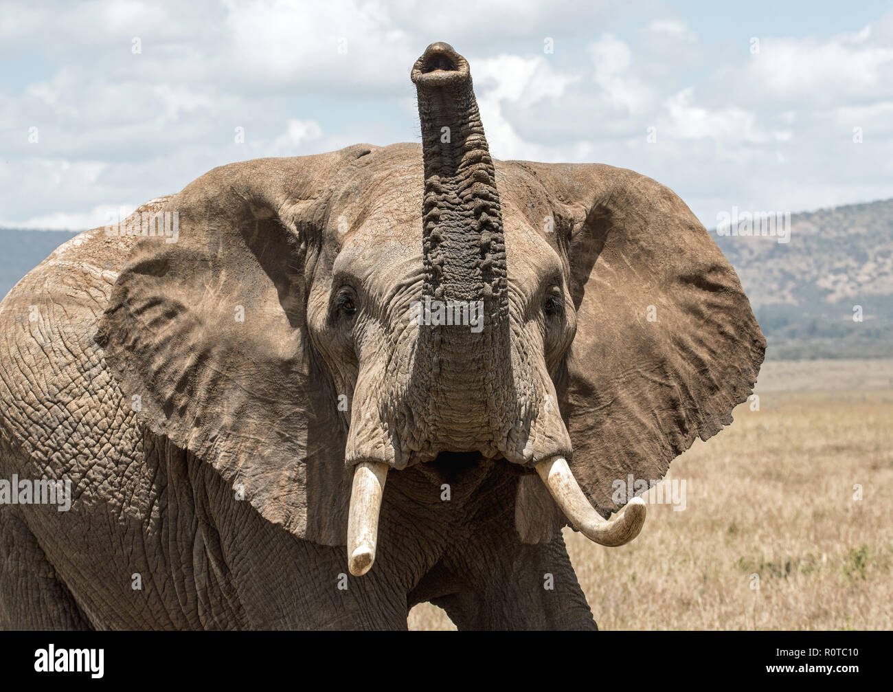 Elephant Front View With Trunk Up