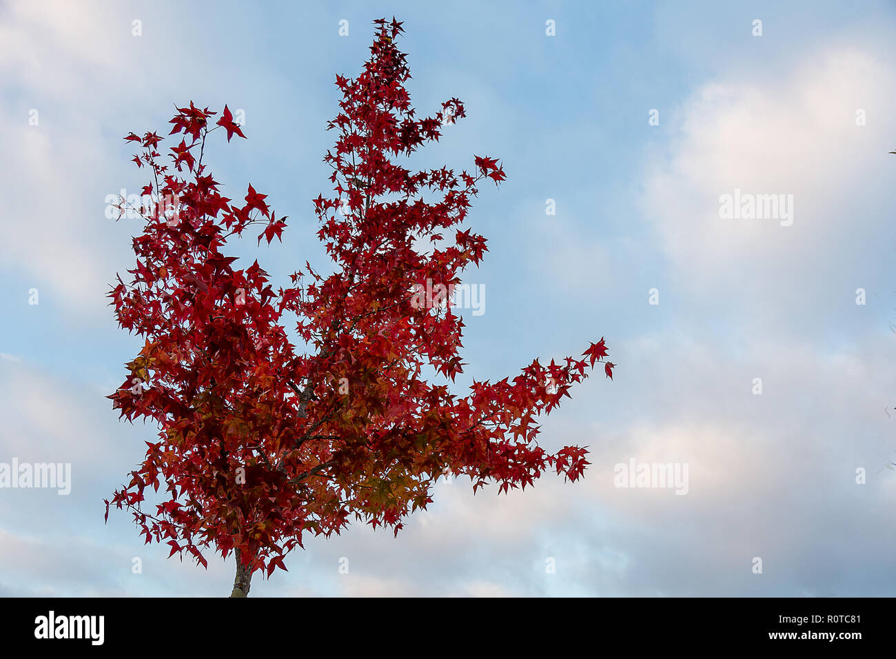 Tree With Red Leaves Under a Pale Blue Sky Autumn Stock Photo - Alamy