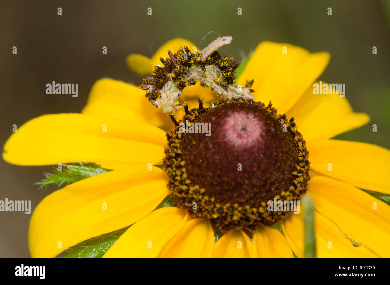 Geometrid Moth, Synchlora sp., larva camouflaged with flower debris, on black-eyed Susan, Rudbeckia hirta Stock Photo