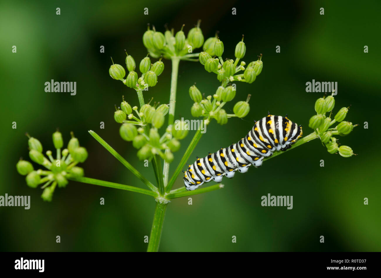 Black Swallowtail, Papilio polyxenes, caterpillar on Golden Alexander, Zizia aurea Stock Photo