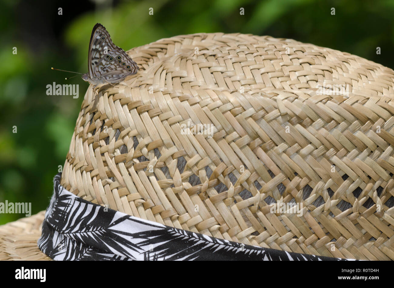 Hackberry Emperor, Asterocampa celtis, perched on straw hat Stock Photo