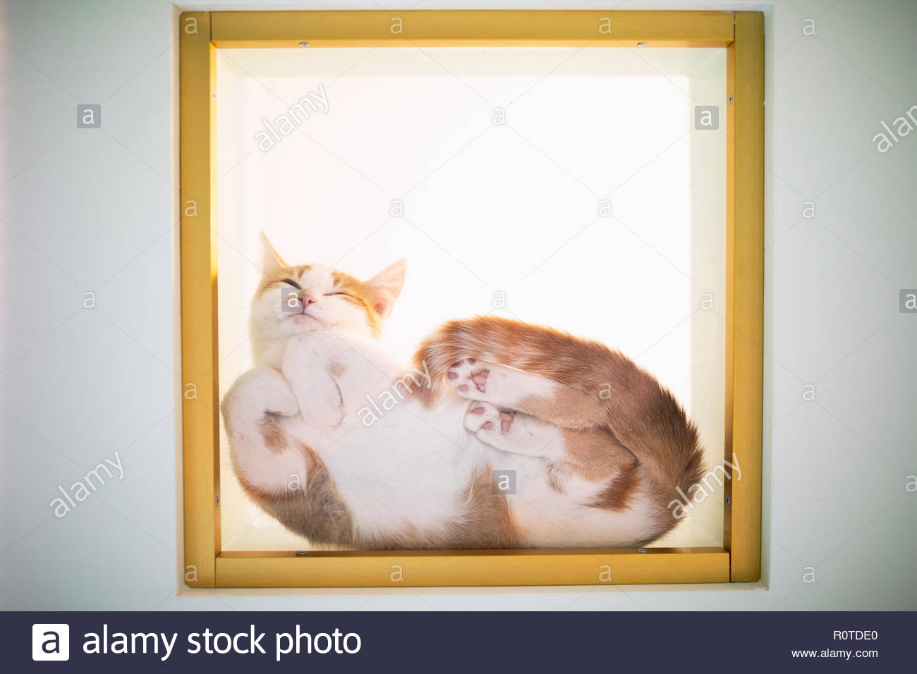 Cat pressed up against display window Stock Photo