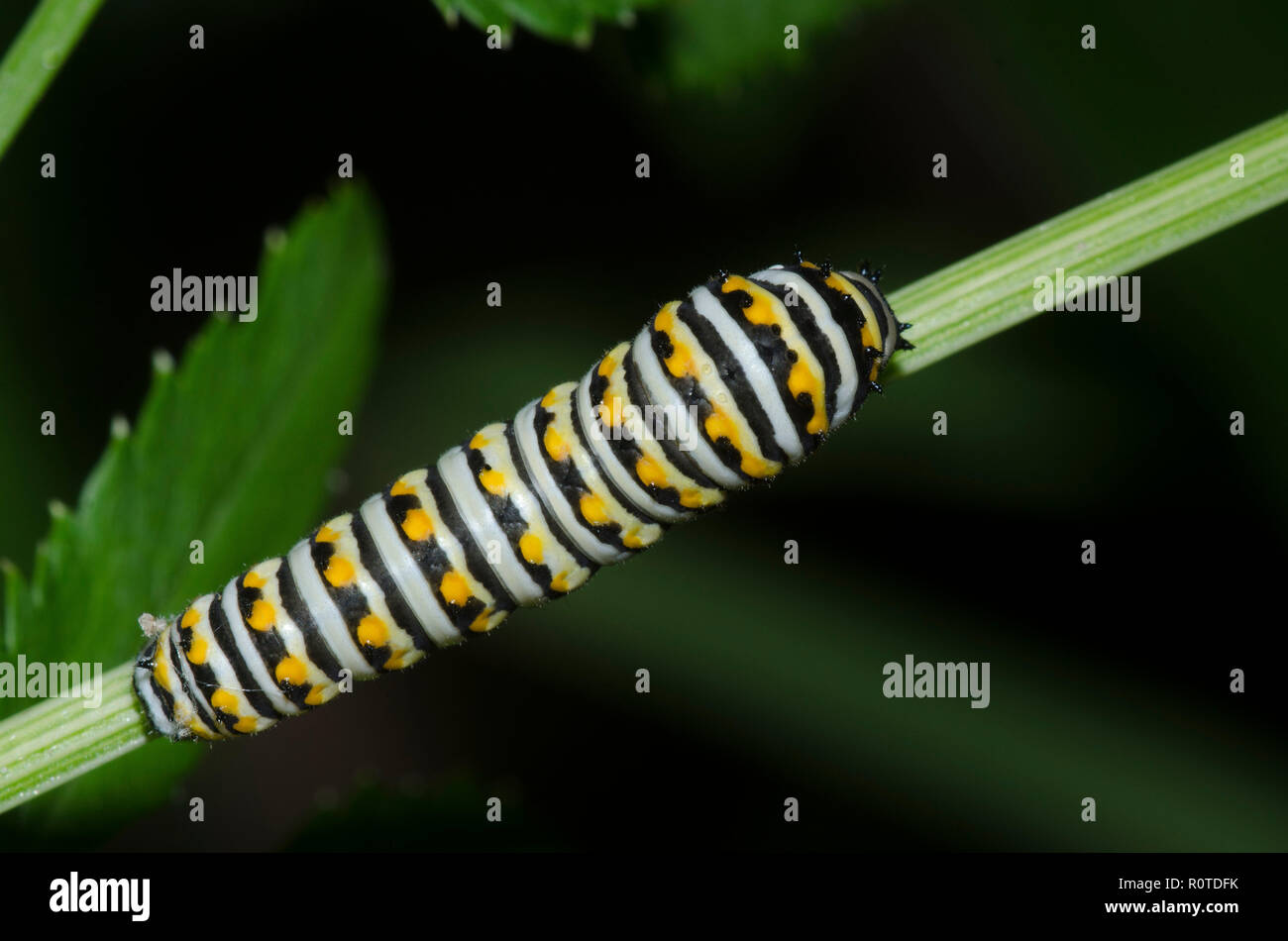 Black Swallowtail, Papilio polyxenes, caterpillar Stock Photo