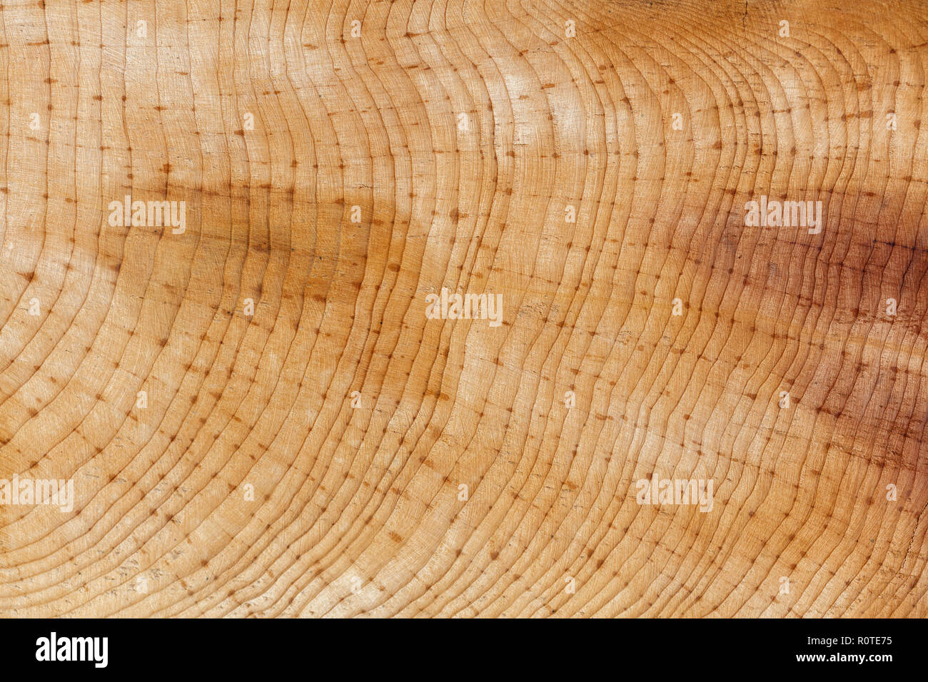 The wood ring texture background , close up. Stock Photo