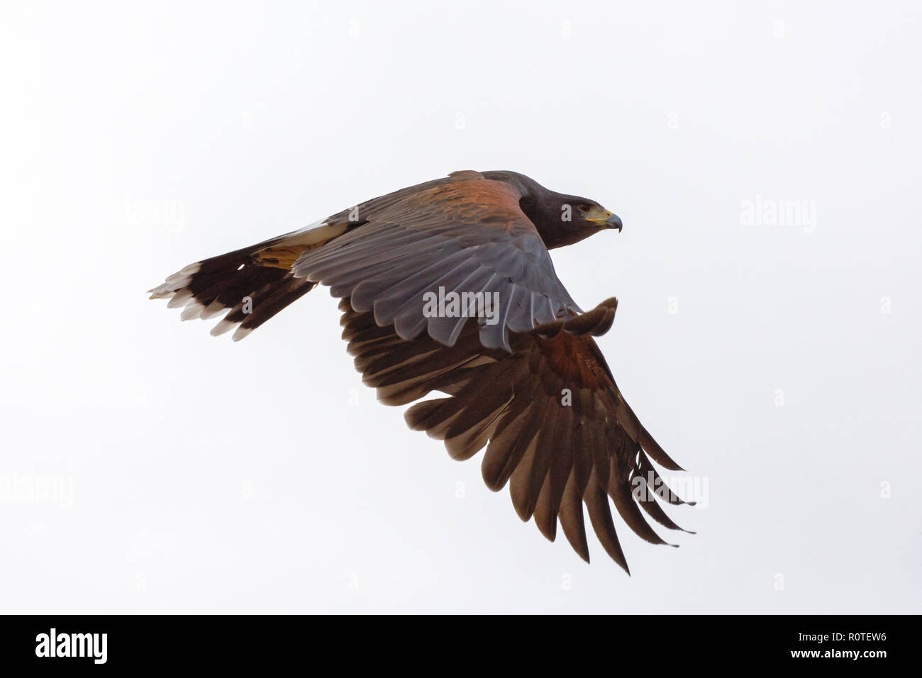Harris's Hawk in Flight isolated on a White Background Stock Photo