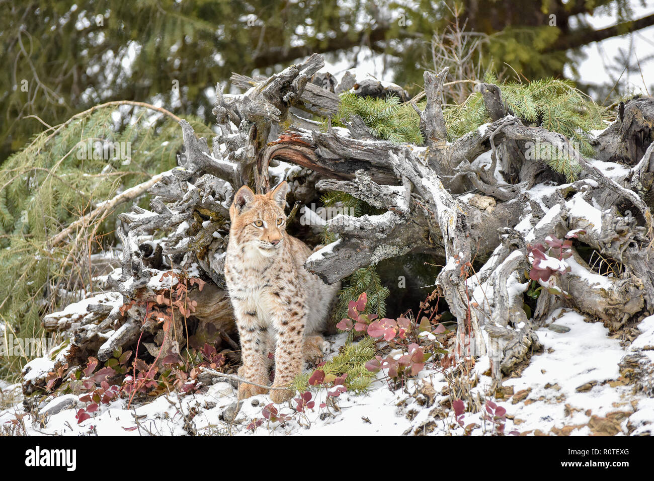 Siberian Lynx Cub Kitten in the Snow 5 Stock Photo