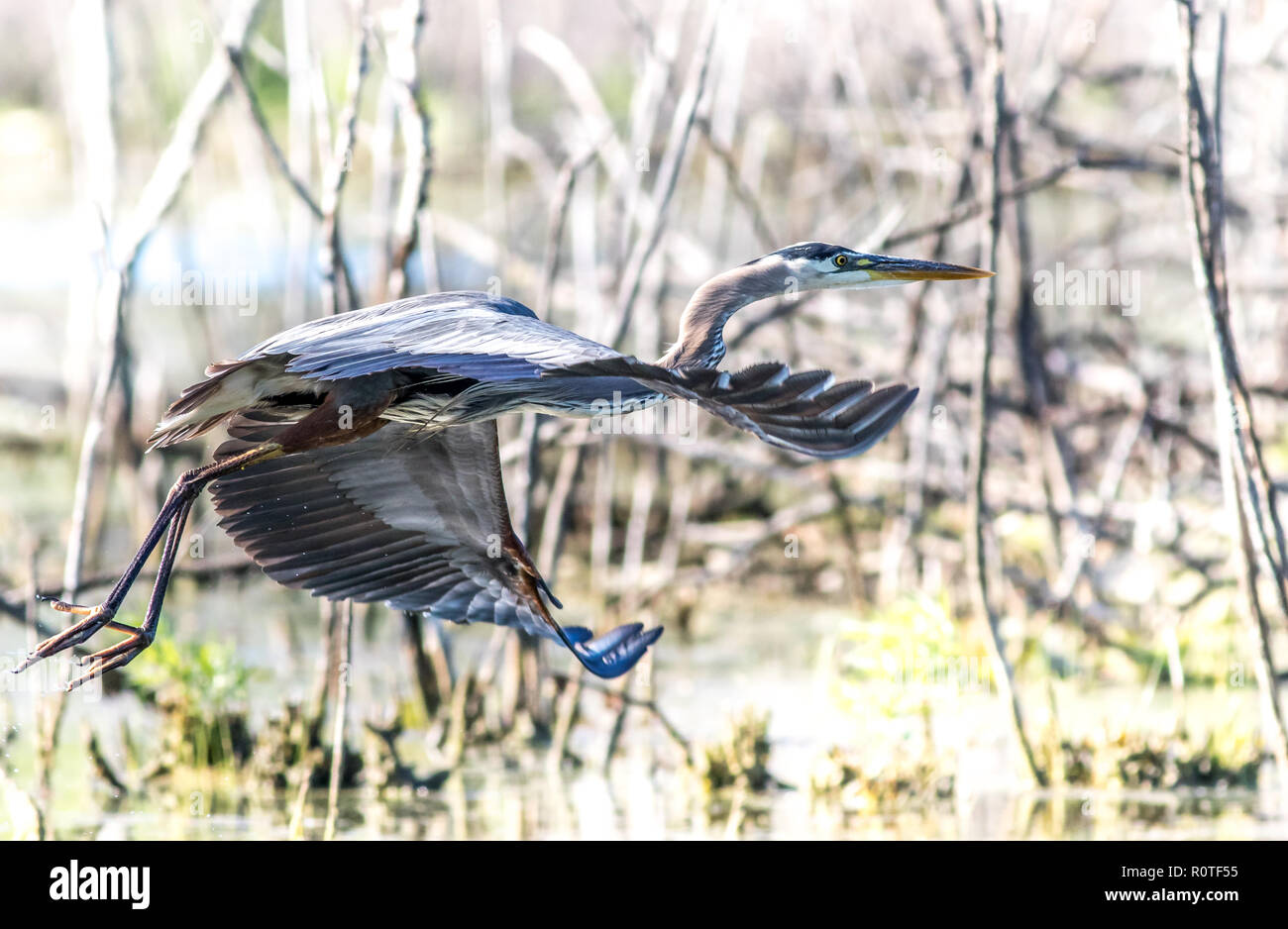 Wild life birds hi-res stock photography and images - Alamy