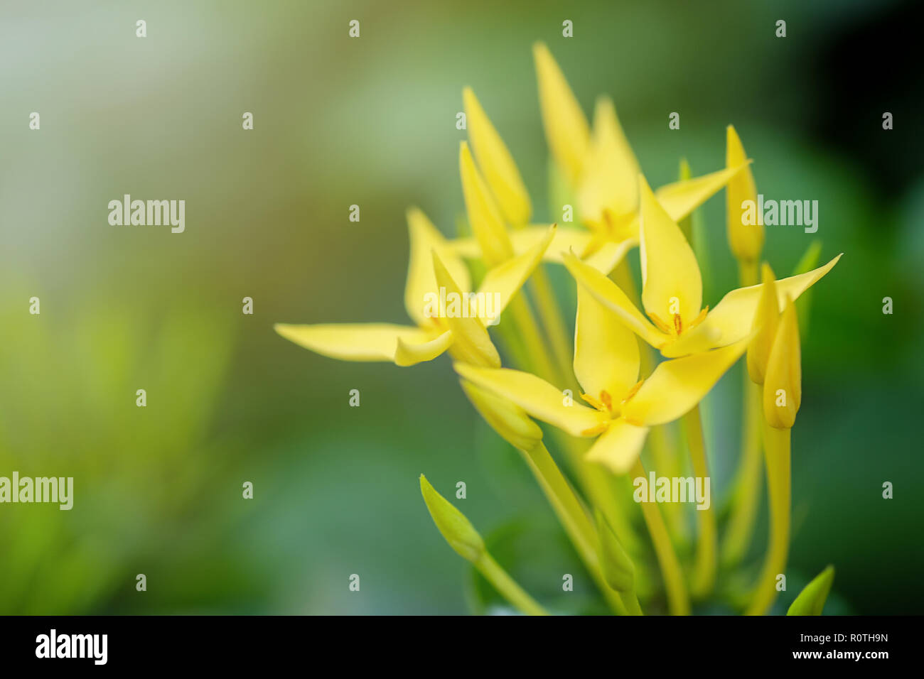 Ixora flower on background . Stock Photo
